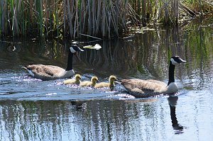 Goose, Canada, 2015-05207509 Point Pelee National Park, Ontario, CA.